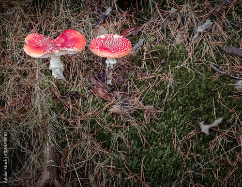 Amanita Muscaria Mushrooms on Forest Floor in Laguna Negra photo