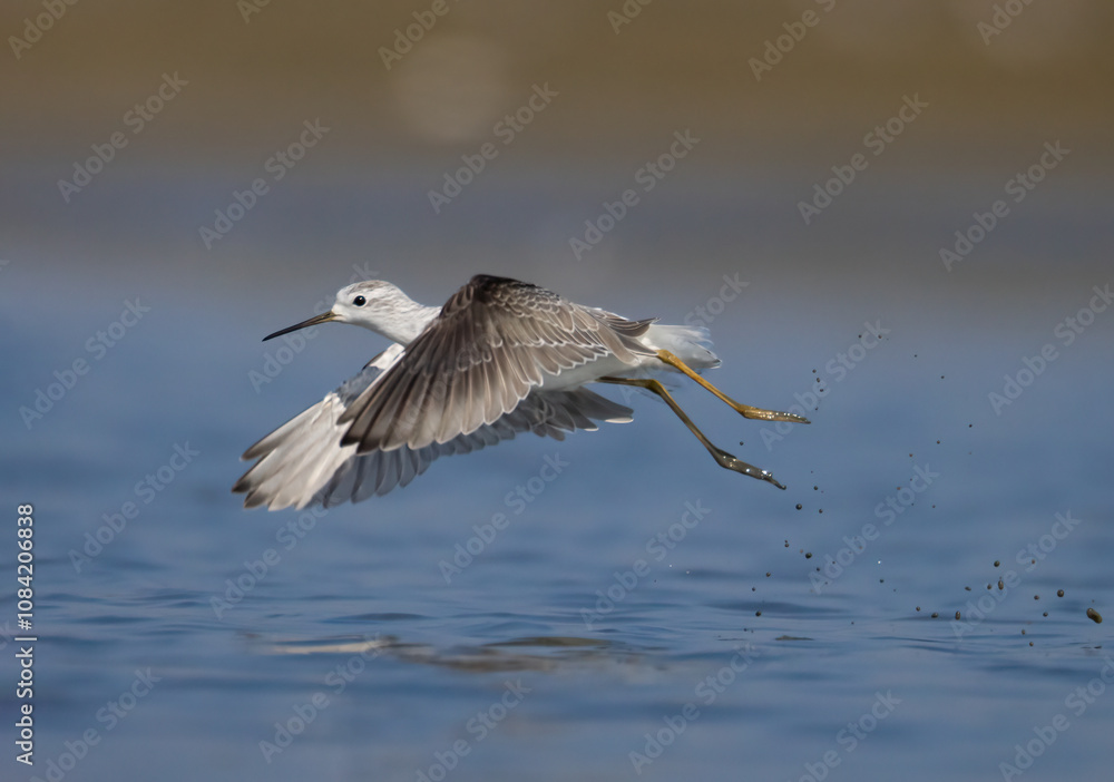 Obraz premium black headed gull in flight