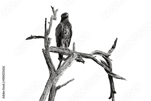 Black and white Africa art. Wahlberg's eagle, Hieraaetus wahlbergi, brown and black bird of prey in the nature habitat, sitting on the branch, Kruger NP, South Africa. Wildlife scene from nature. photo