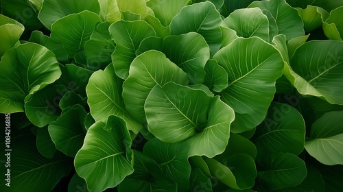 A vibrant display of large Fiddle Leaf Fig leaves, elegantly arranged to dazzle the eye. photo