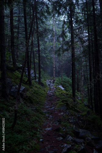 Beautiful wood in the mountains 