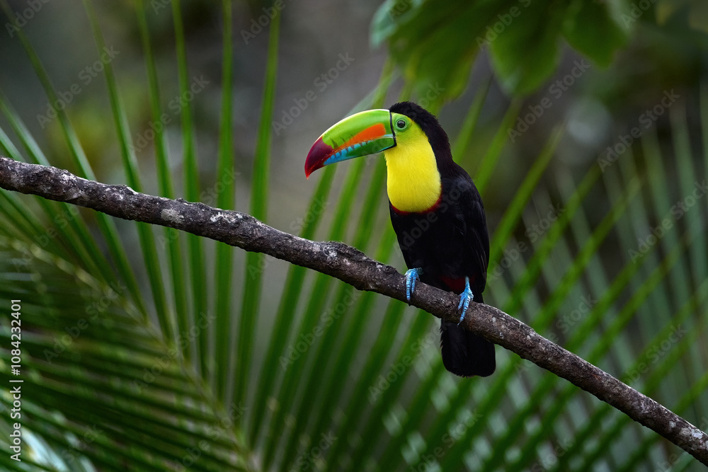 Fototapeta premium Mexico wildlife, tucan on tree branch. Keel-billed Toucan, Ramphastos sulfuratus, bird with big bill, sitting on the branch in the nature forest, green vegetation, Mexico.