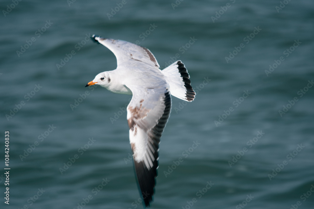 Fototapeta premium Majestic Seagull in Flight Above the Sea