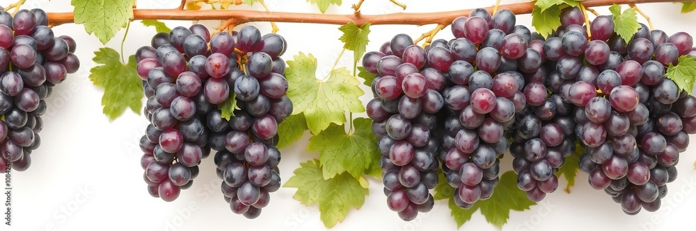 Fototapeta premium Fresh ripe purple grapes hanging on a vine against a clean white background, plant, natural, vine