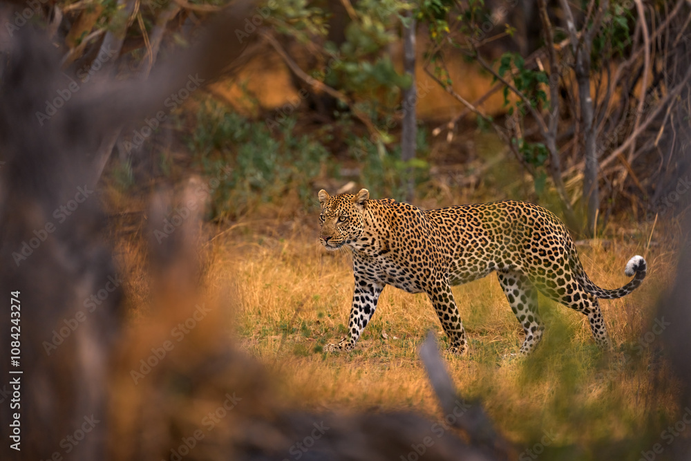 Obraz premium Leopard sunset, walk. Leopard, Panthera pardus shortidgei, nature habitat, big wild cat in the nature habitat, sunny day on the savannah, Namibia. Wildlife nature. Africa wildlife.