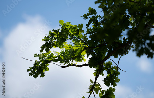 Sonnenlicht durchleuchtet frische Frühlingsblätter im Wald photo