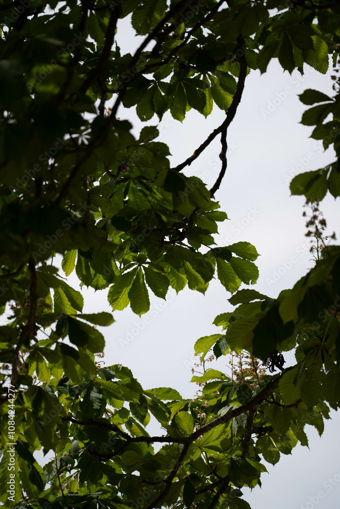 Fototapeta premium Sonnenlicht durchleuchtet frische Frühlingsblätter im Wald