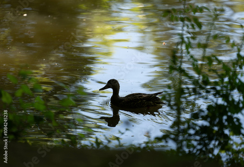 Ente schwimmt im ruhigen Teich photo