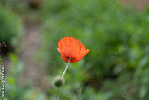 Einzelne orangefarbene Mohnblume im Fokus photo