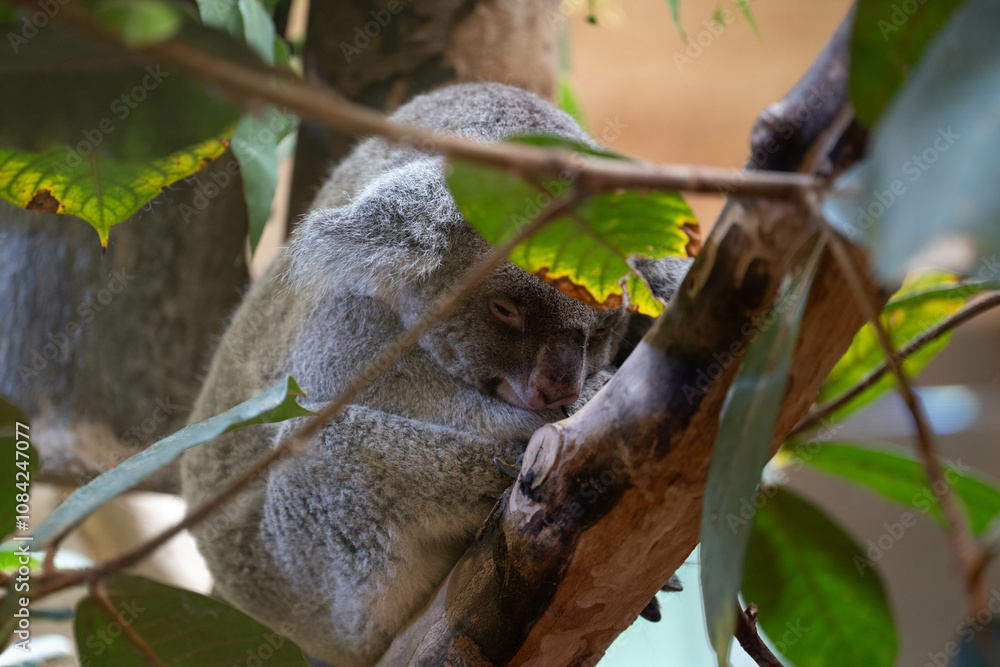 Fototapeta premium Schlafender Koala auf einem Baum