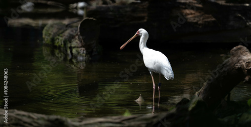 Weißer Vogel im Wasser mit Baumstämmen im Hintergrund