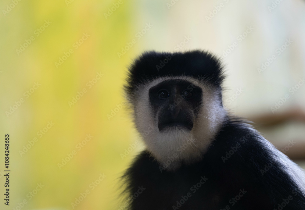 Obraz premium Fluffy Friend - Ein Affe vor einem lebhaften Hintergrund