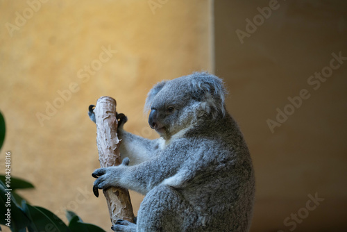 Koala hängt an einem Ast photo