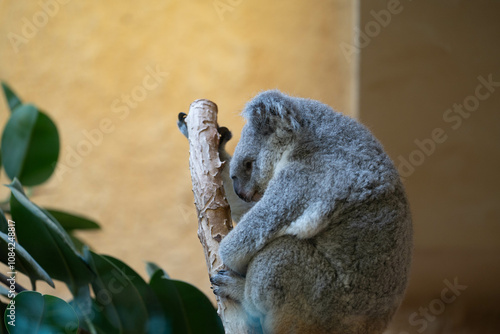 Koala hängt an einem Ast