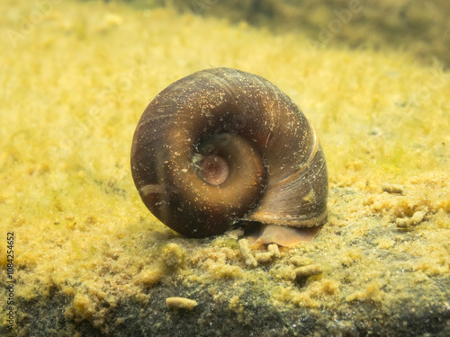 Ramshorn snail