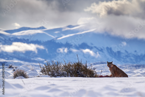 Patagonia winter wildlife. Mounatin lion in snow. Puma in the nature mountan winter habitat with snow. Wildlife neture in Torres del Paine NP in Chile. Winter with snow. photo