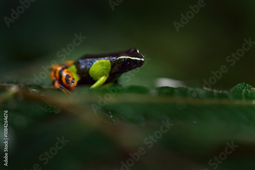 Baron's Mantella, Mantella baroni, yellow black green frog from tropic dark forest, Andasibe Mantadia NP in Madagascar. Endemic amphibian in the forest habitat, night photo. Green frog. Madagascar. photo