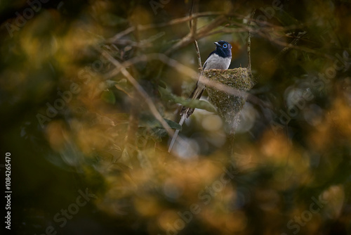 Bird in nest. White form Malagasy paradise flycatcher, Terpsiphone mutata, in nature tropic forest habitat, Andasibe Mantadia NP in Madagascar. Flycatcher, rare endemic bird, on brach in green. photo