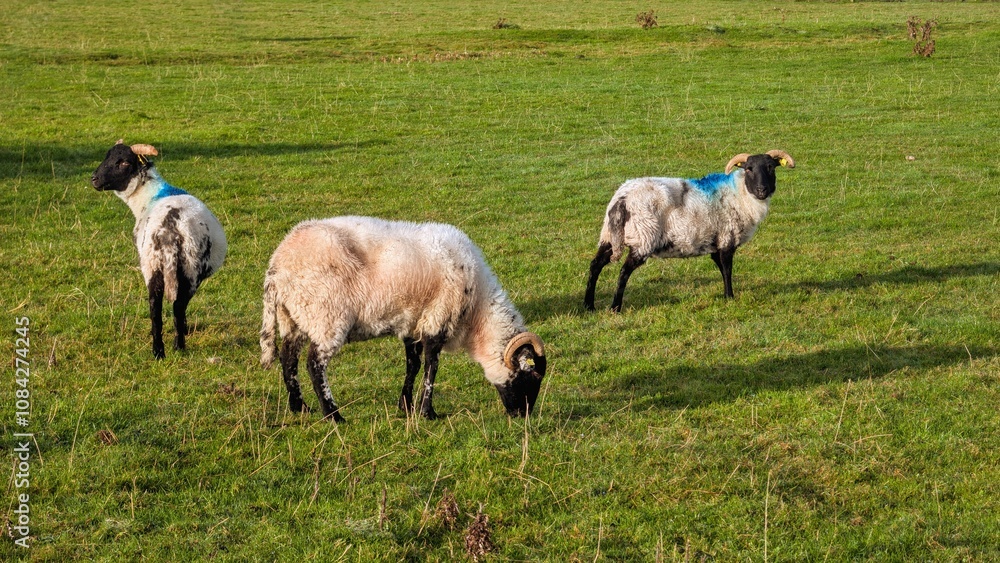 Cute sheep in green field on pasture, farm animals grazing, nature and wildlife background