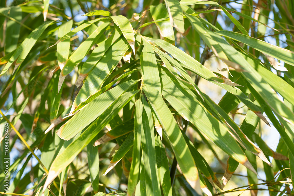 Fototapeta premium Bamboo leaf growth tropical forest nature photography sunlit environment close-up view botanical beauty