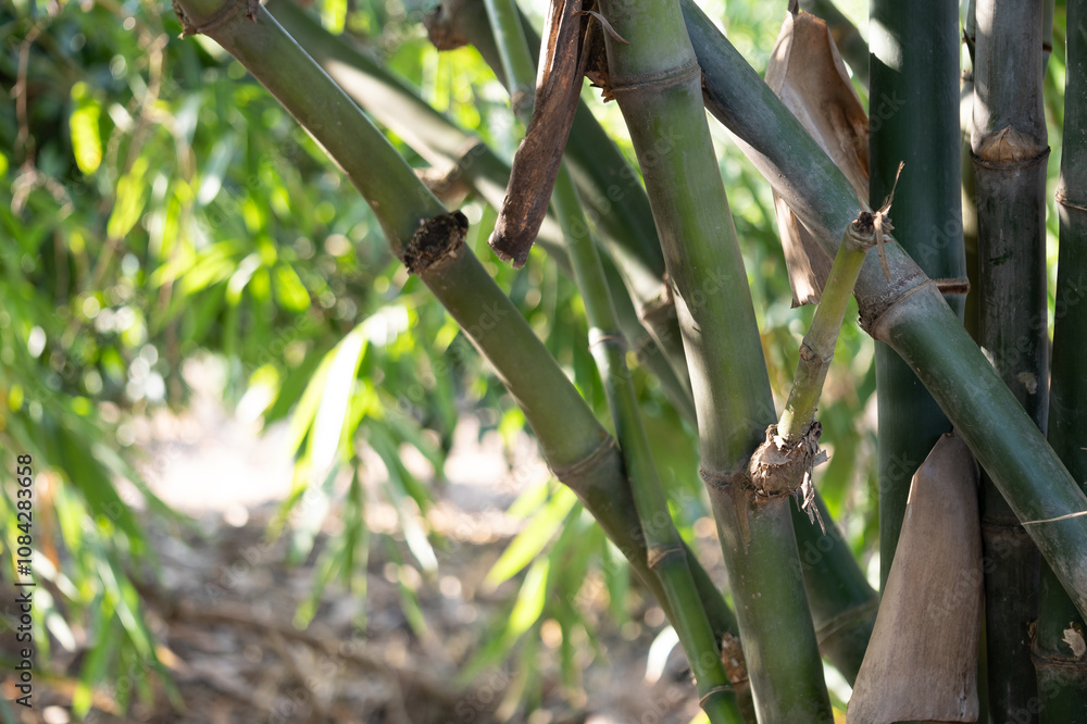 Fototapeta premium Bamboo growth natural forest close-up photography lush greenery nature sustainability