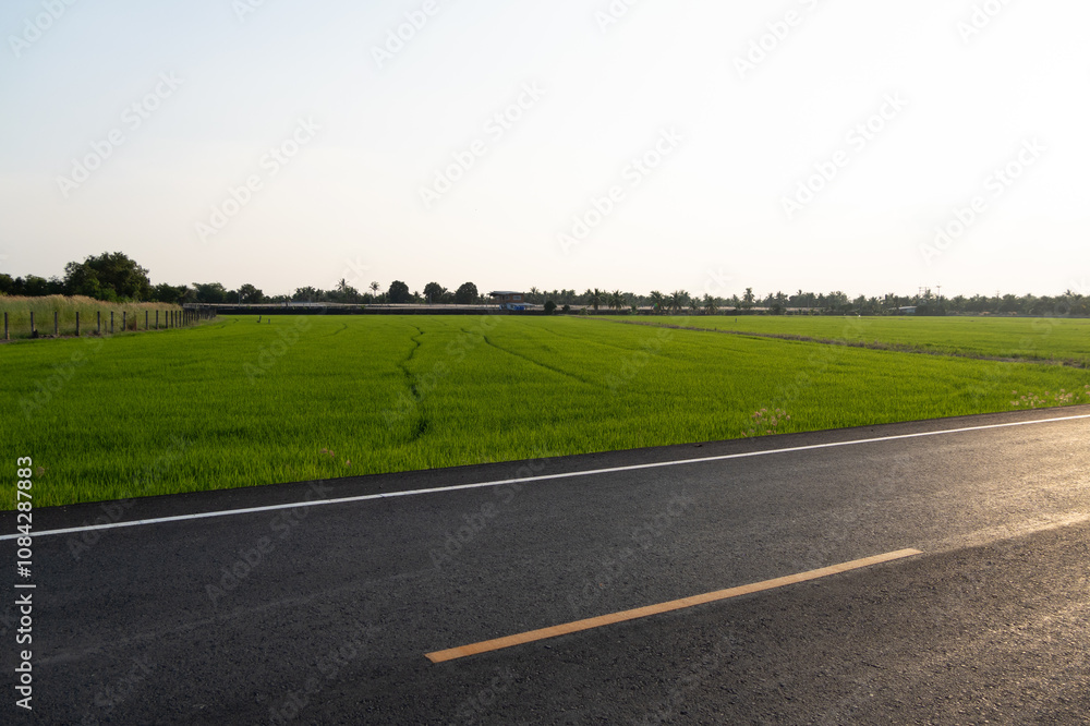 Fototapeta premium Growing rice fields rural road landscape photography agricultural environment wide-angle view nature's harmony