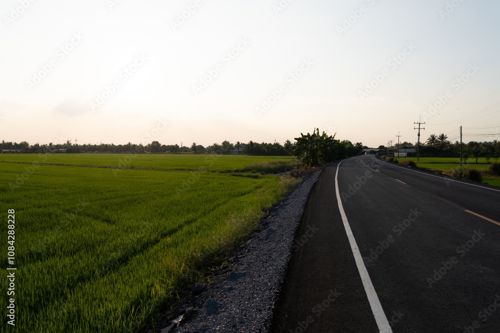 Fototapeta premium Scenic road journey through lush rice fields countryside photographic landscape tranquil environment wide-angle view nature exploration
