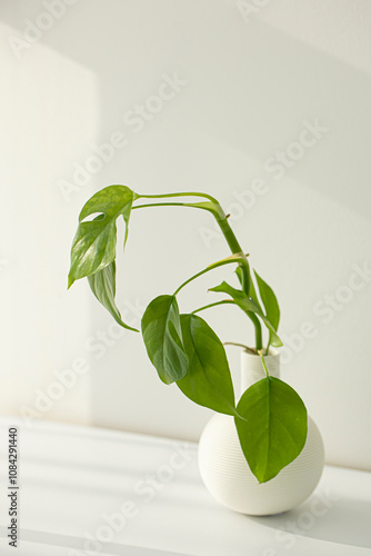 Raphidophora Tetrasperma or Mini Monstera photo