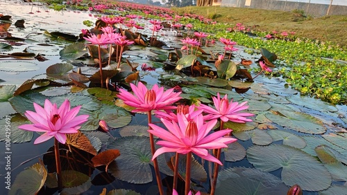 Photography Beautiful pink lotus flower on the water in the pond Assam India