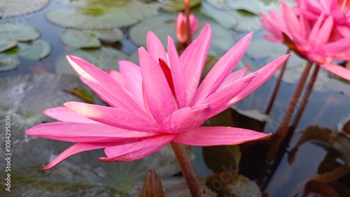 Photography Beautiful pink lotus flower on the water in the pond Assam India