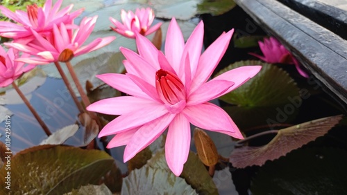 Photography Beautiful pink lotus flower on the water in the pond Assam India