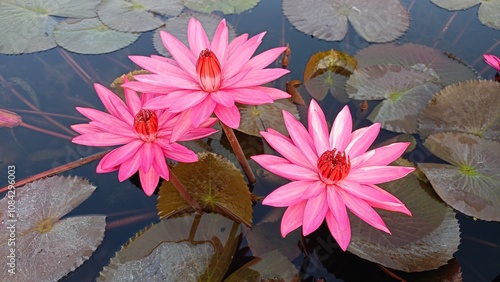 Photography Beautiful pink lotus flower on the water in the pond Assam India