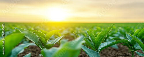 Sunset over cultivated farmland with rows of green seedlings, symbolizing agriculture, progress, and sustainable growth