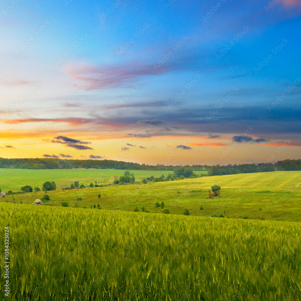 Fototapeta premium Green wheat field and colorful sunrise.