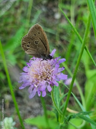 butterfly on a flower