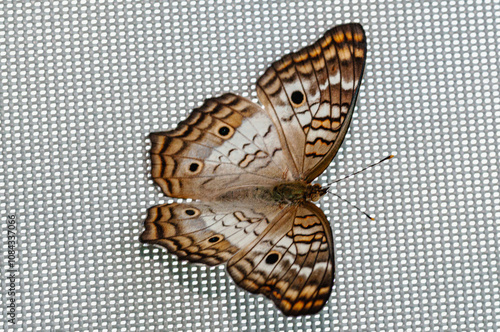 top view, close distance of, a White Peacock butterfly, standing on, tropical, lanai screen photo