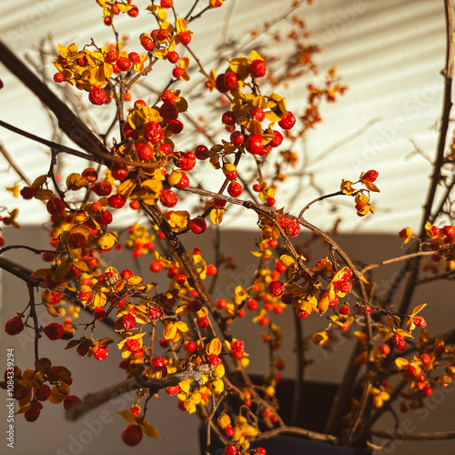 Wallpaper Mural autumn tree branch Torontodigital.ca