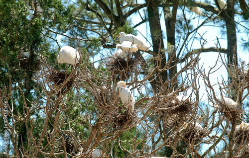 aigrette dimorphe, egretta dimorpha, héron garde boeufs, bubulcus ibis,  nids, Madagascar photo