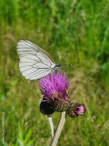 butterfly on a flower