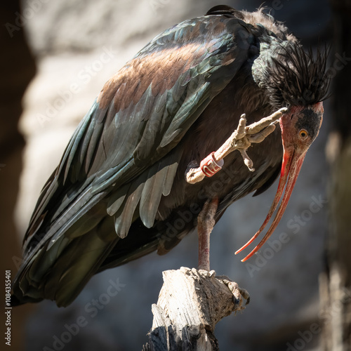 Northern bold ibis  (Geronticus eremita) photo