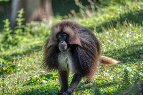 Gelada baboon, Theropithecus gelada