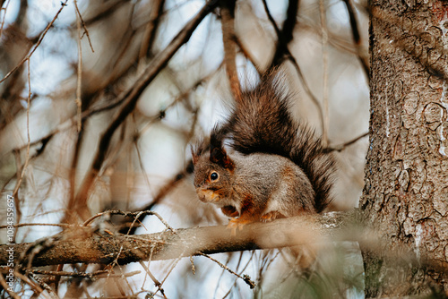 Squirrel