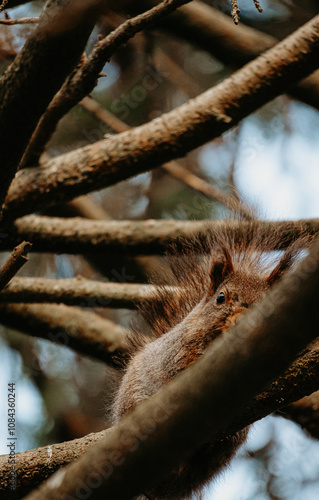 squirrel on tree