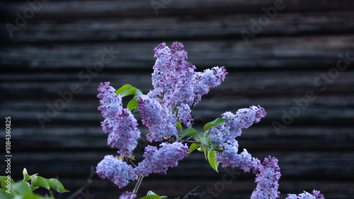 Purple flowers