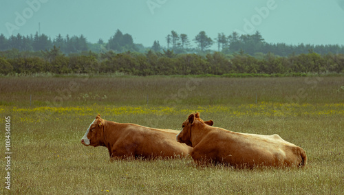 cows on the meadow
