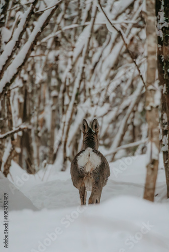 Deer in the snow