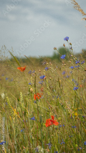 poppies in the field