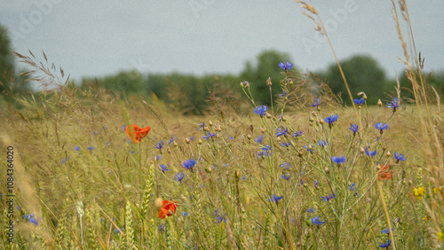 poppies in a field