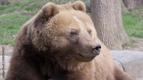 Wallpaper Mural Kamchatka bear relaxing in natural habitat Torontodigital.ca