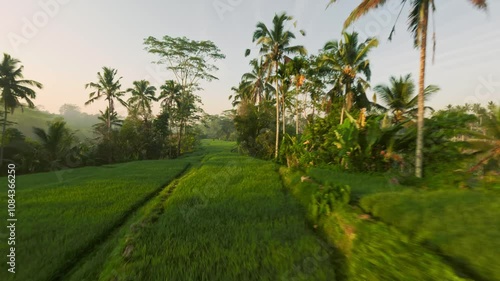 Fpv drone flight over the rice terraces in Ubud at sunrise in Bali